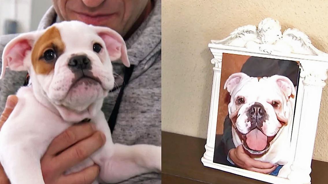 Klon geklonter Hund Haustiere.JPG