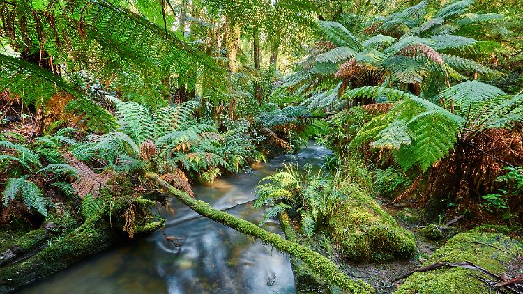 Im Regenwald des Great-Otway-Nationalparks in Australien.