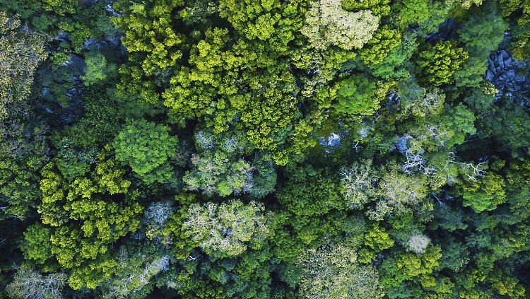 Dschungel aus der Vogelperspektive: Die Zerstörungen erfassen die Regenwald-Experten mit Satelliten-Bildern. 
