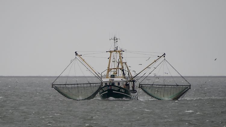 So hätten es die Krabbenfischer gern - doch so ist es nicht: Derzeit liegen die Boote an der Kette.