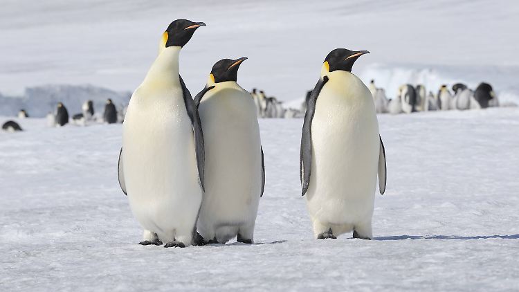 Kaiserpinguine können bis zu 20 Jahre alt werden. Ihre Nachkommen brüten sie unter ihrem Bauchgefieder auf den Füßen aus.