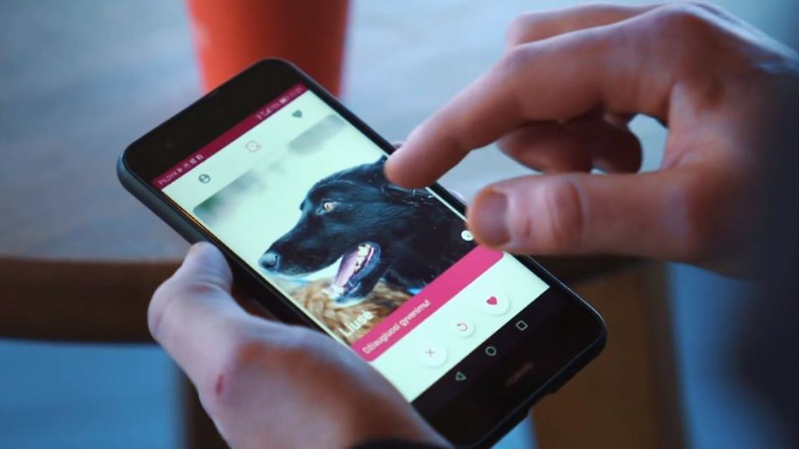 Hund tinder.JPG