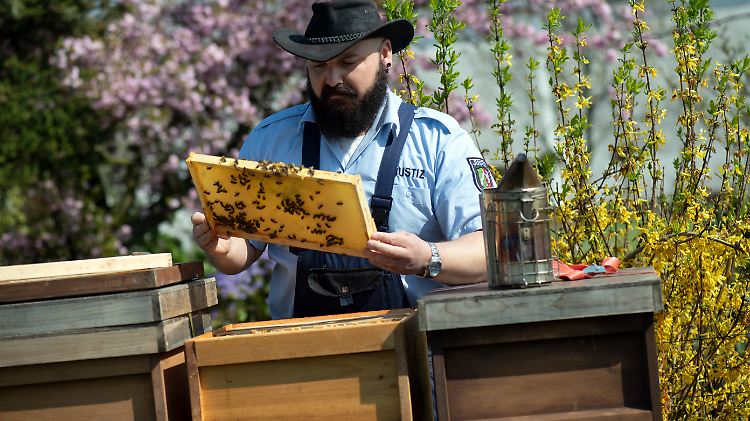 Der Justizbeamte Sebastian Laubach kontrolliert die Arbeit der Häftlinge am Bienenstock. 