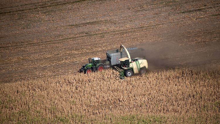 Foto von vergangenem Jahr: Vertrocknete Maispflanzen werden auf einem Feld in Brandenburg geerntet.