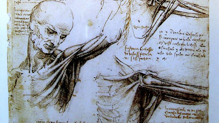 Wie funktionieren menschliche Muskeln? Nur eine der Fragen, die da Vinci umtrieb.