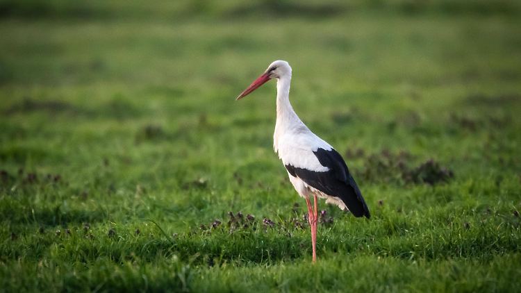 Der Storch kam überraschend in Kaiserslautern.