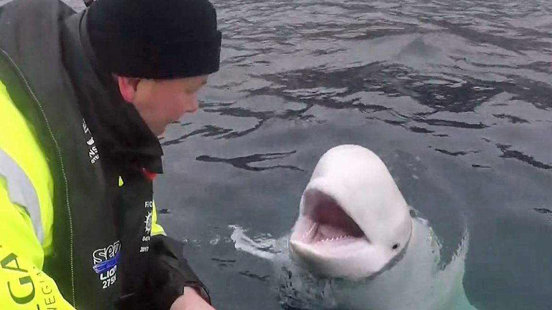 Beluga Spion Russland Norwegen Fischer.JPG