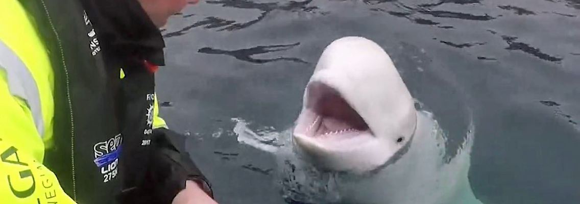 Beluga Spion Russland Norwegen Fischer.JPG
