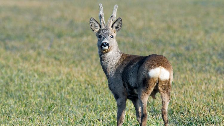 Dem Rehbock könnte es wegen seines Verhaltens bald an den Kragen gehen.