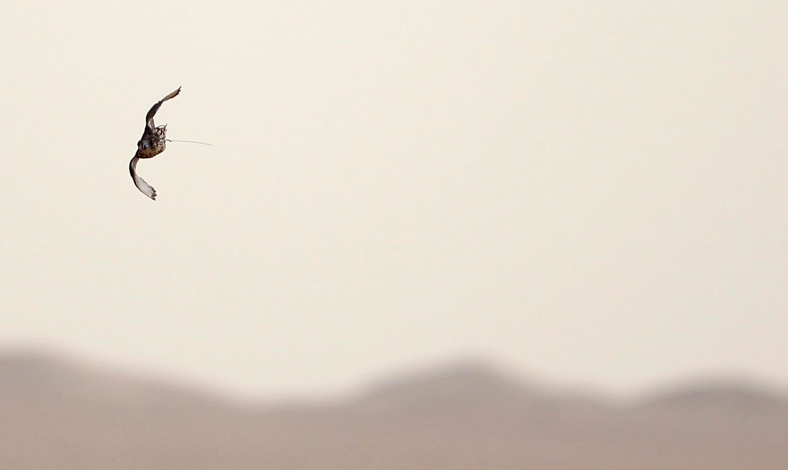In den Vereinigten Aarabischen Emiraten gehört das Halten von Falken zum traditionellen Erbe.