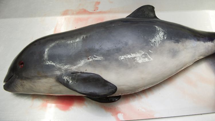Tierärzte untersuchen die angeschwemmten Tiere, um heraus zu finden, woran sie verendet sind.