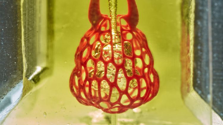 Das Bild zeigt ein Modell eines lungenähnlichen Luftsacks mit Atemwegen und Blutgefäßen. Amerikanische Biotechnologen haben mit einem neuen 3D-Druck-Verfahren weiche Blutgefäße und Luftwege wie in einer Lunge hergestellt.