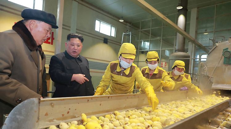 Machthaber Kim inspiziert auf diesem von der nordkoreanischen Presseagentur publizierten Bild eine Fabrik, in der Kartoffeln verarbeitet werden.