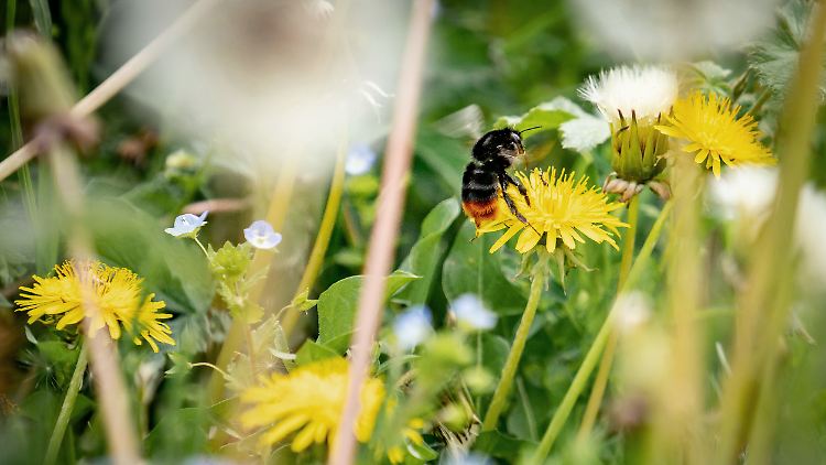 In Deutschland stellt gerade das Insektensterben ein besonders großes Problem dar.
