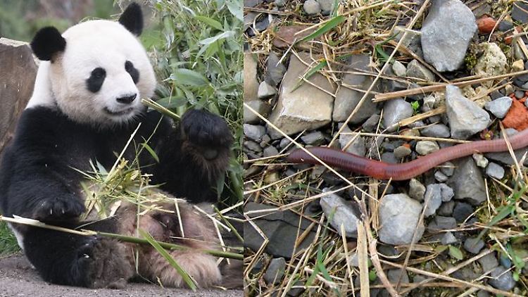 Pandas gelten als niedlich und haben daher einen Artenschutzvorteil gegenüber Regenwürmern.