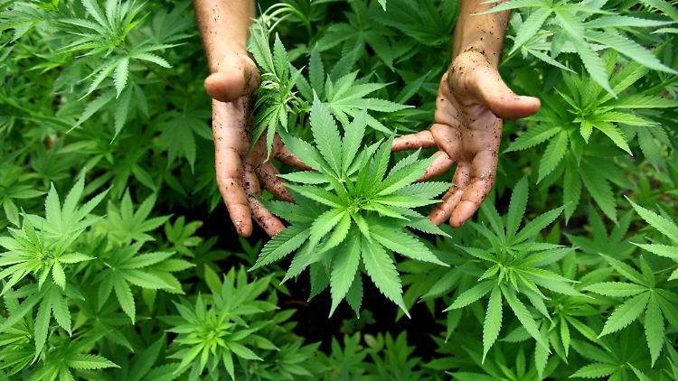 In Hanfpflanzen ist das wirksame Tetrahydrocannabinol (THC) enthalten.
