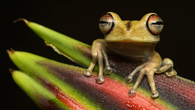 Exotische Frösche im Regenwald - warum sollte Menschen in Europa deren Erhalt wirklich kümmern?