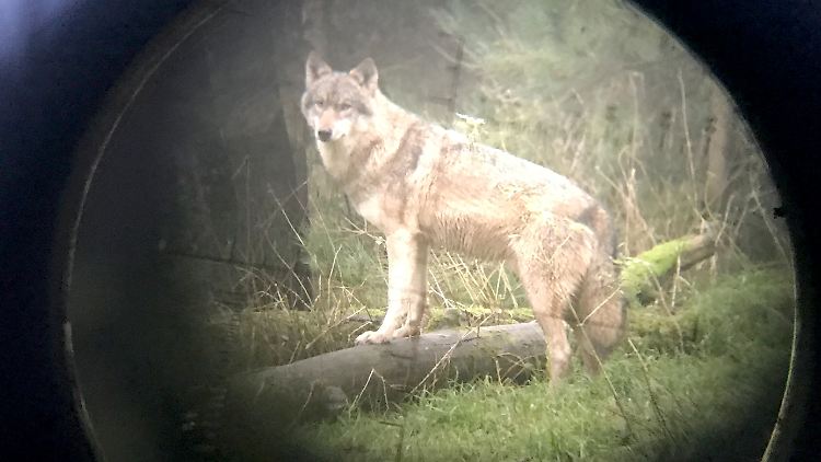 Soll der Wolf zum Abschuss freigegeben werden? Die Umweltminister der Bundesländer beraten darüber am Donnerstag.