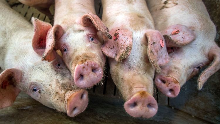 In Zukunft sollen auch Landwirte Ferkel betäuben dürfen.