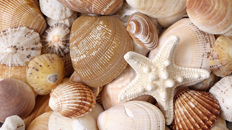 In Deutschland, Frankreich, Griechenland, Kroatien, Portugal und Spanien ist es prinzipiell erlaubt, Muscheln zu sammeln.
