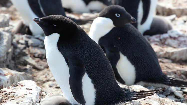 Adeliepinguine auf der subantarktischen Insel Signy Island.