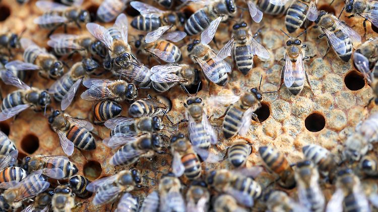 Die Honigbiene und etwa 560 Wildbienen-Arten leben in Deutschland.