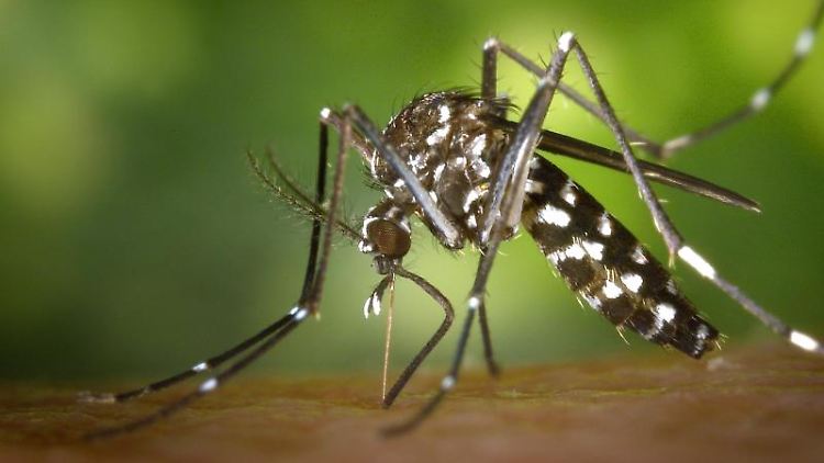Die Asiatische Tigermücke kann gefährliche Krankheitserreger übertragen.