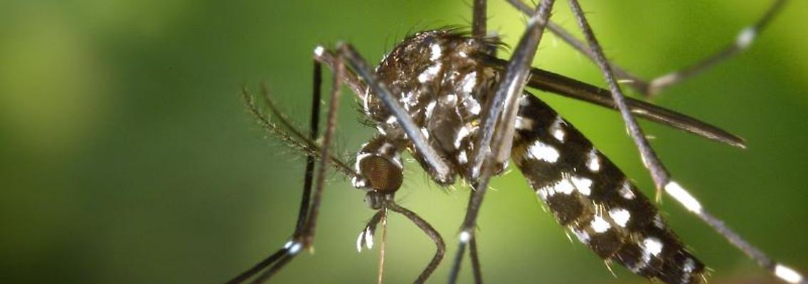 Eine weibliche Asiatische Tigermücke (Aedes albopicts). Foto: James Gathany/CDC/Centers for Disease Control and Prevention/Archivbild