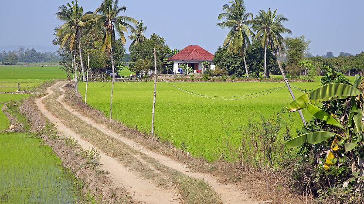 Reisfelder in der thailändischen Provinz Uthai Thani - von dort stammt die Ehefrau des Angeklagten.