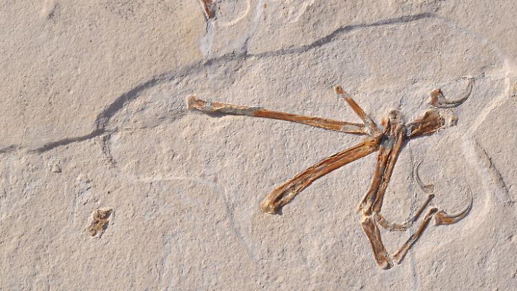Fossil eines Alcmonavis poeschli, das im Altmühltal gefunden wurde.