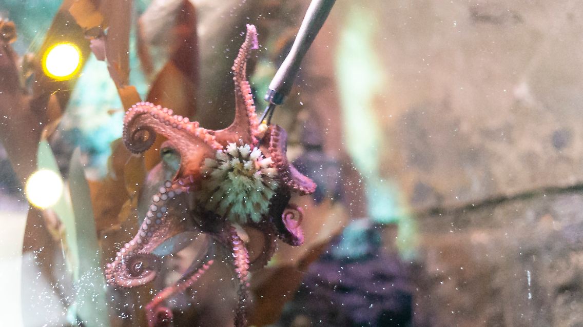 Gestatten: Oktopus mit Spülbürste.