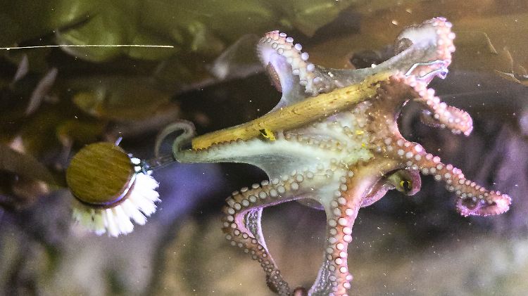 "Sehr intelligente Tiere": Der Oktopus greift zur Spülbürste.