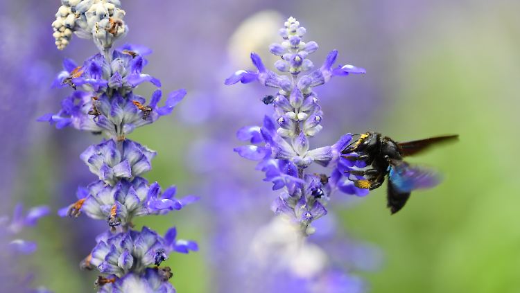 Mehlsalbei gehört zu den Pflanzenarten, die auf dem Speiseplan der Wildbienen stehen.