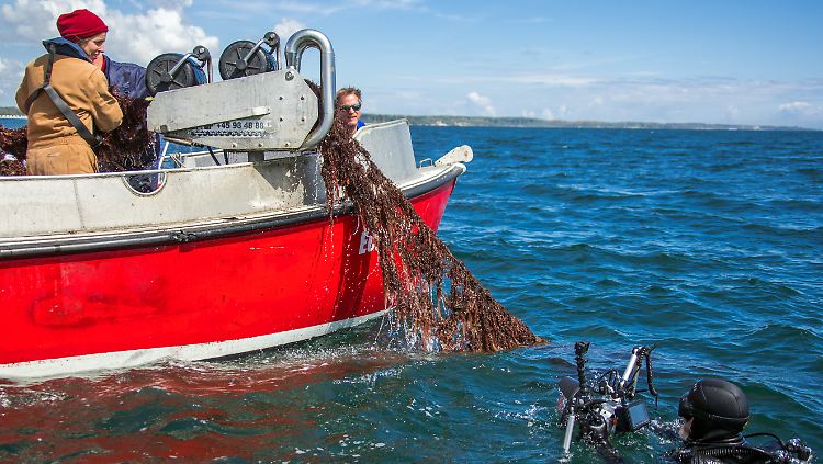 Meeresbiologin Gabriele Dederer zieht mithilfe ihres Teams ein Geisternetz aus der Ostsee. 