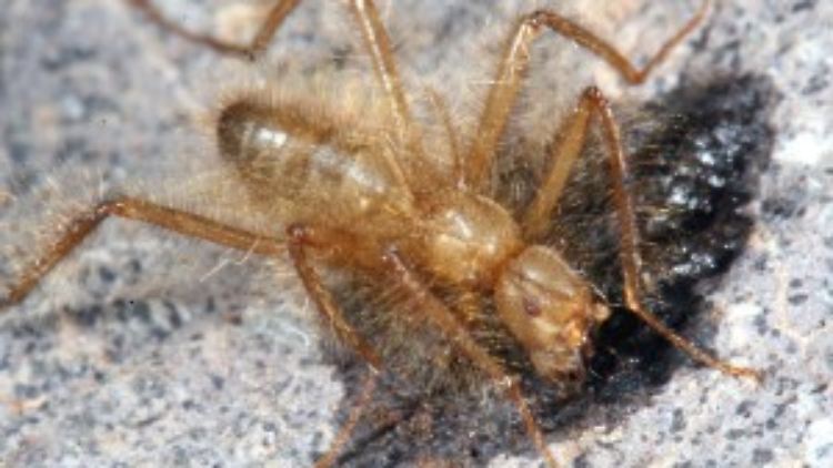 Da die Flügel nicht zum Fliegen taugen, ist Ukazi Hill östlich von Nairobi wahrscheinlich der einzige Lebensraum der Mormotomyia hirsuta.
