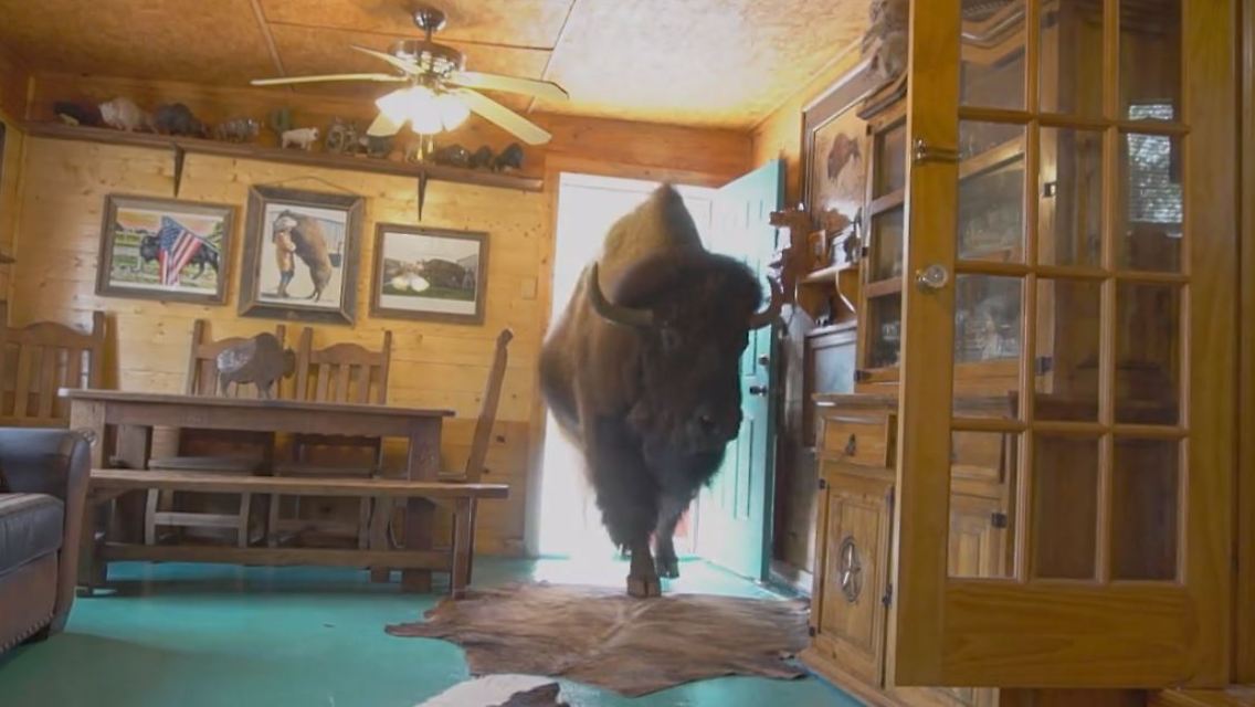 Wild Thing Bison 2.JPG