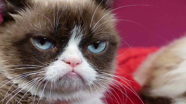 Tardar Sauce alias Grumpy Cat ist im Alter von sieben Jahren gestorben.