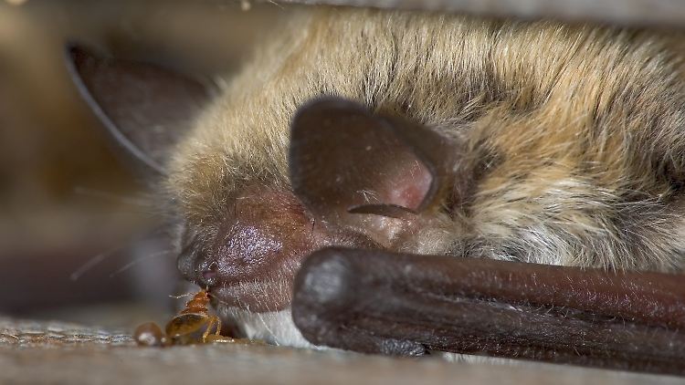 Eine Bettwanze und eine Fledermaus: Fledermäuse fallen als erste Wirtstiere aus, Bettwanzen gibt es einer neuen Analyse zufolge schon viel länger.
