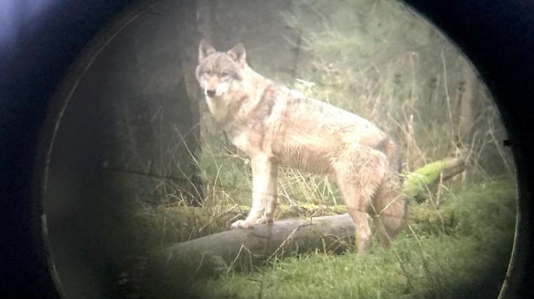 Ein Wolf steht im Wildpark Eekholt (Fotografiert durch ein Zielfernrohr). Foto: Carsten Rehder/Arhcivbild