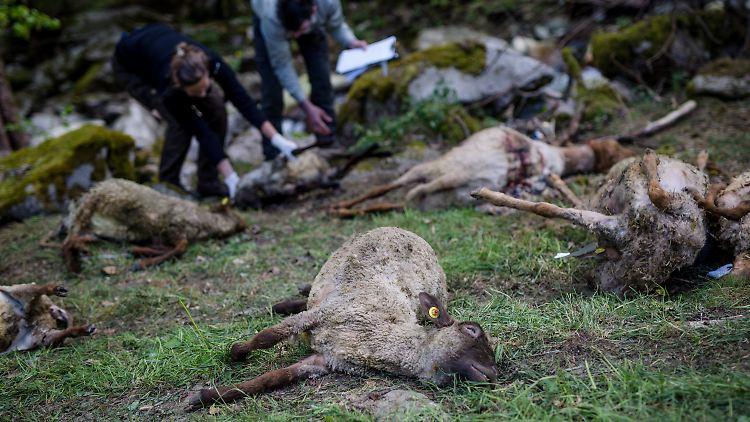 Ein Wolf soll diese Schafe in Baden-Württemberg gerissen haben - der Vorfall ereignete sich im vergangenen Jahr.