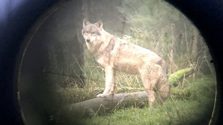 Wo der Wolf in Deutschland auftaucht, sorgt er sowohl für Begeisterung als auch für Verärgerung.