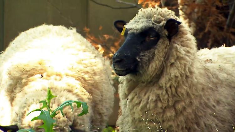 helga und hannelore.jpg