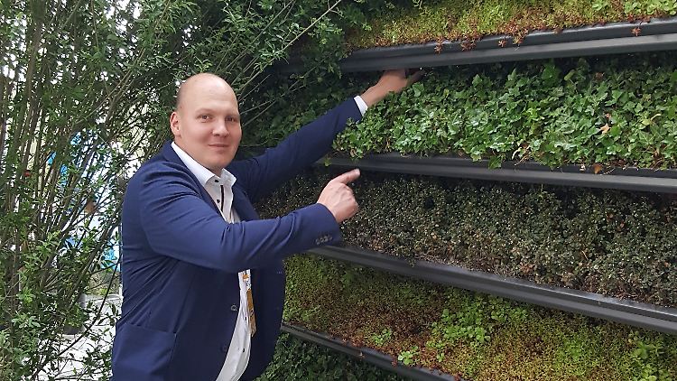 Schaffen ein gutes Klima in den Städten - so jedenfalls der Plan: die grünen Fassaden der Firma CityLam.