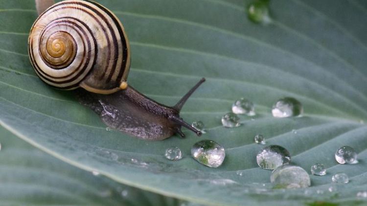 Vor allem bei Regen sind Schnecken gehäuft anzutreffen. Das feuchte Wetter erleichtert ihnen die Nahrungssuche.