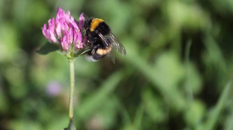 Eine Erdhummel auf einer Kleeblüte.