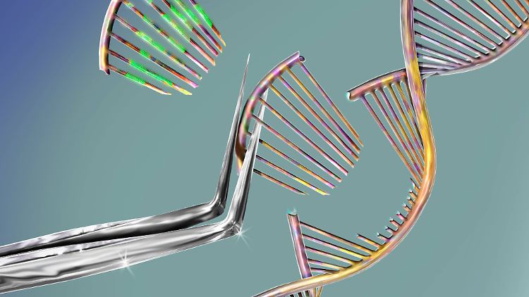 Hoffnung auf Fortschritte bei der Immuntherapie gegen Krebs: Genbearbeitung mithilfe der Genschere Crispr-Cas.