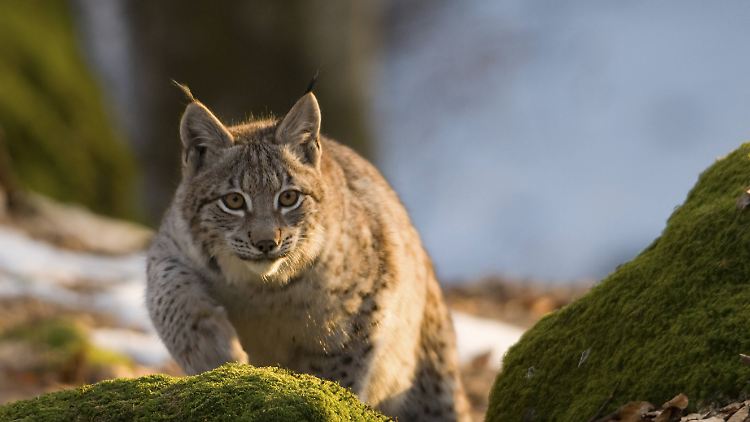 "Lynx lynx" wie der Luchs im Lateinischen heißt, galt in Deutschland bereits als ausgerottet.