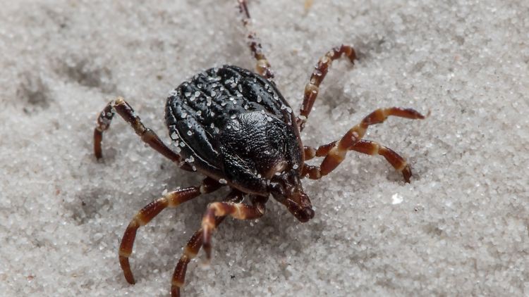 Die große Hyalomma-Zecke stammt aus südlicheren Gefilden, könnte aber auch in Deutschland heimisch werden - sie kann Träger des für Menschen unter Umständen sogar tödlichen Krim-Kongo-Virus sein.