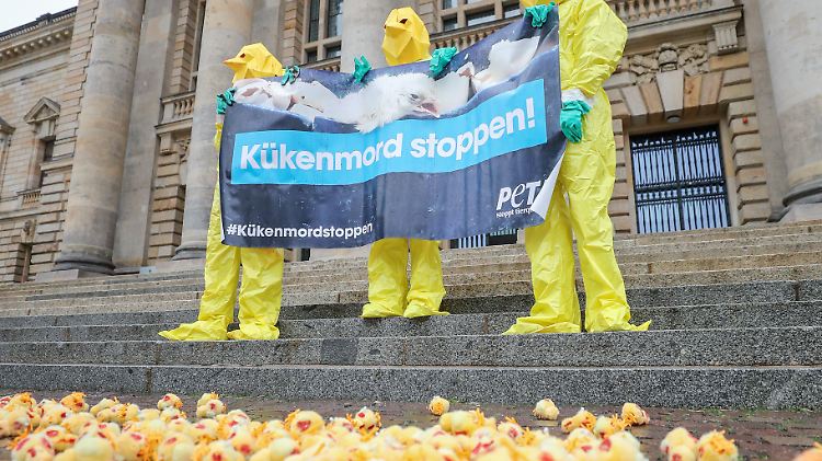 Die Bundesregierung forscht nach Alternativen zum Kükenvergasen, jährlich sterben so rund 45 Millionen männliche Küken.