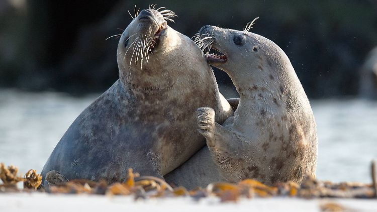 Kegelrobben können sich in der Ostsee deutlich weniger Fett anfressen.